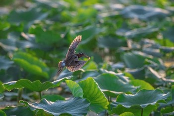 タマシギ 福岡県 2019年6月6日(木)