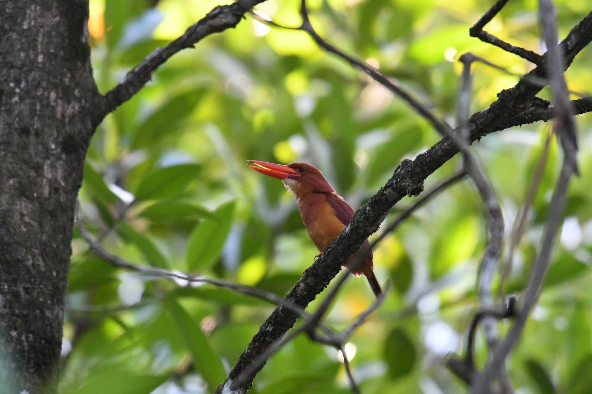 Photo of Ruddy Kingfisher at Ao Phang-nga NP by あひる