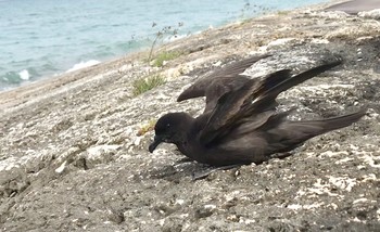 Bulwer's Petrel