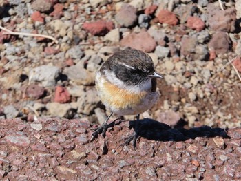 2019年4月30日(火) レユニオン島の野鳥観察記録