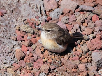 Reunion Stonechat レユニオン島 Tue, 4/30/2019