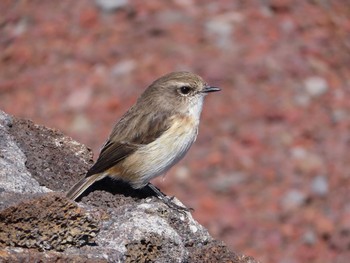 Reunion Stonechat レユニオン島 Tue, 4/30/2019