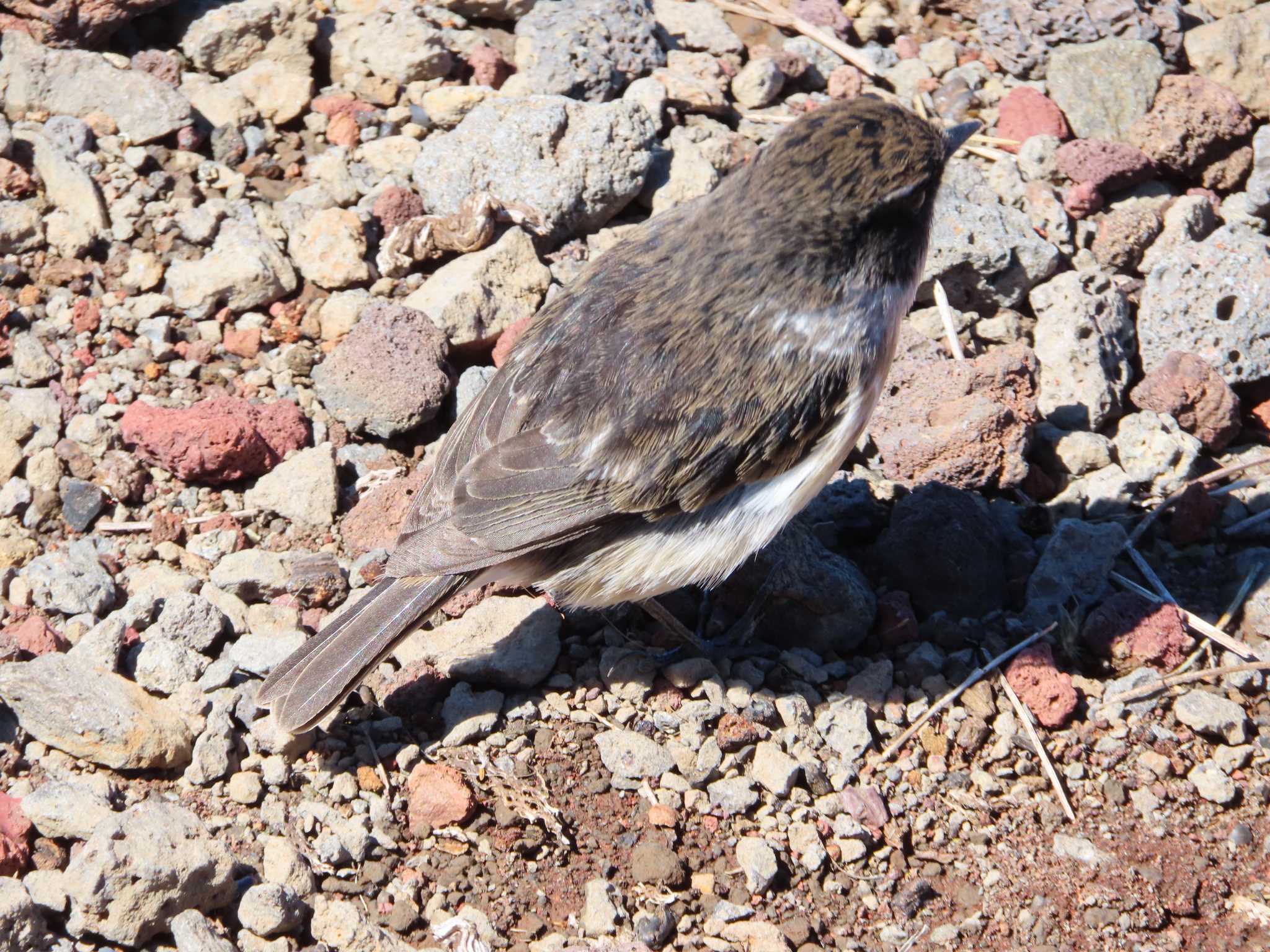 Photo of Reunion Stonechat at レユニオン島 by Koryanov