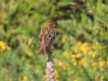 Red Fody レユニオン島 Mon, 4/29/2019