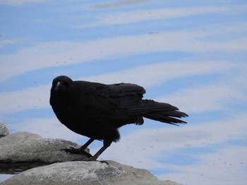 2019年6月9日(日) 京都市鴨川公園の野鳥観察記録