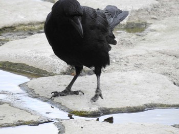 ハシブトガラス 京都市鴨川公園 2019年6月9日(日)