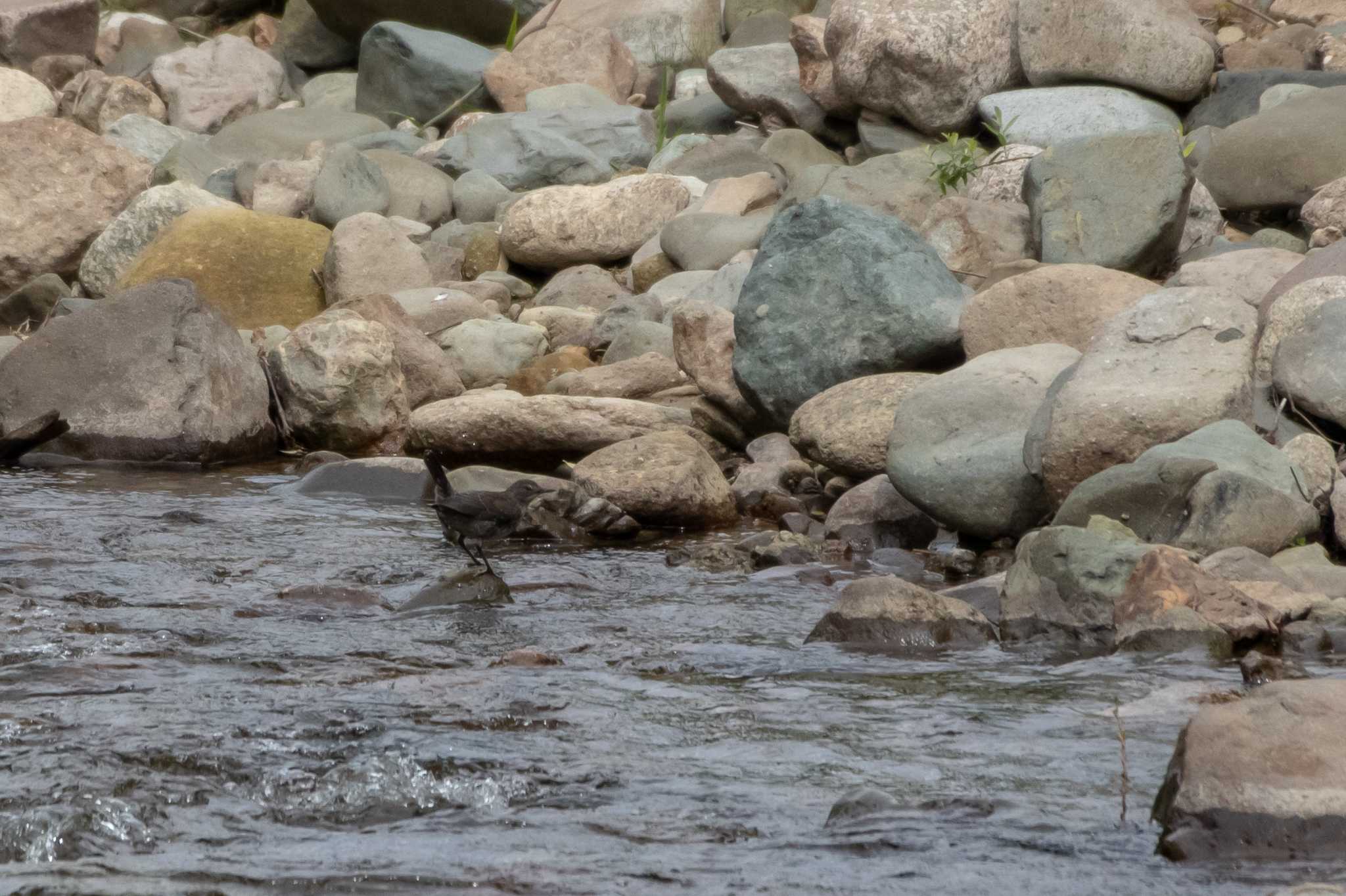 鳴子温泉おくの細道コース カワガラスの写真 by かつきち