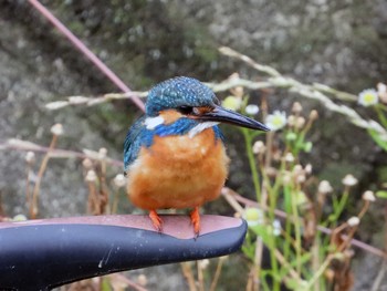 Common Kingfisher 稲城 Sun, 6/9/2019