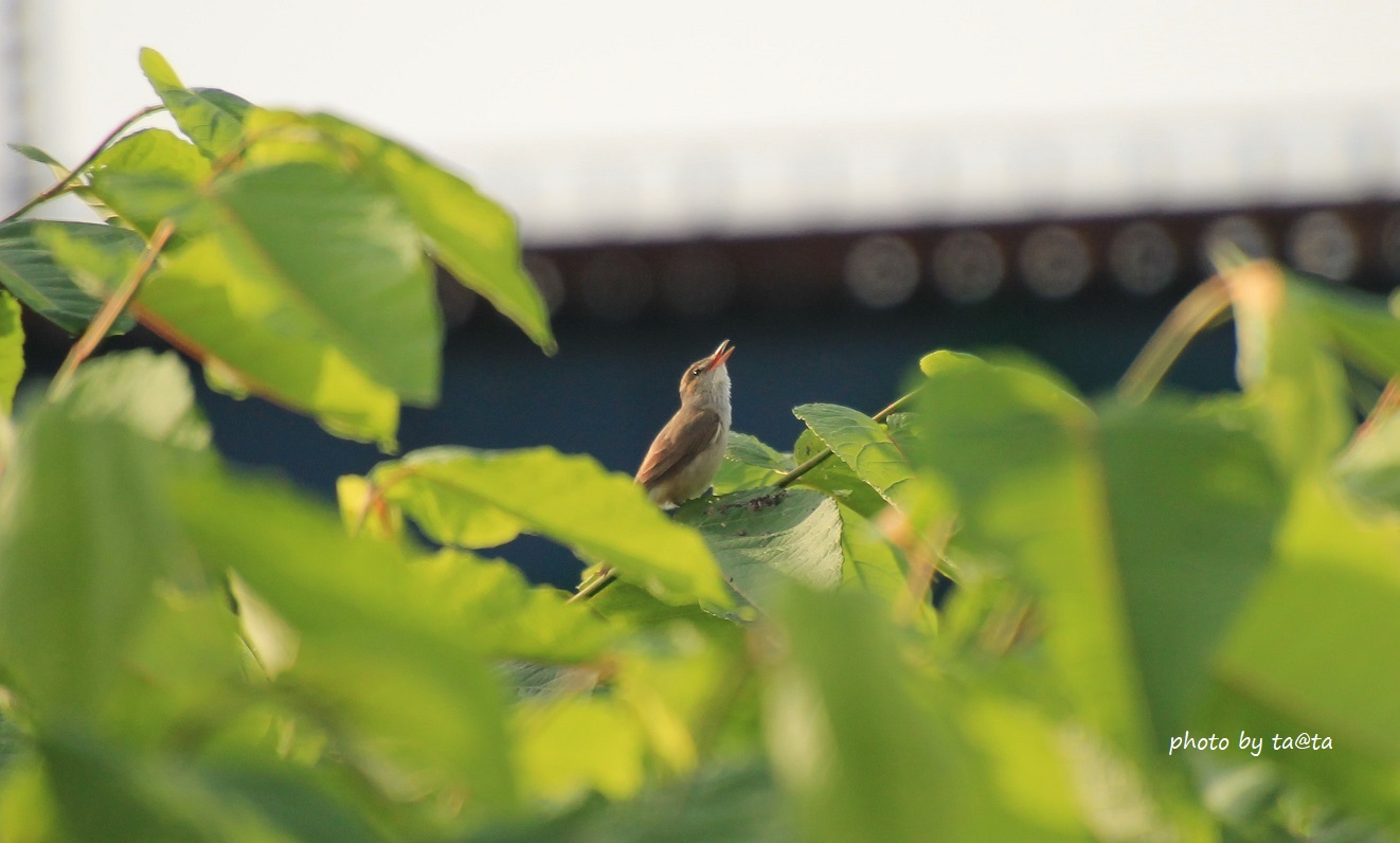 Photo of Oriental Reed Warbler at 広瀬川 by ta@ta