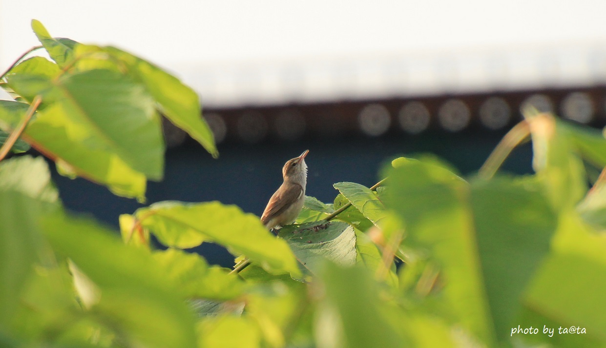 Photo of Oriental Reed Warbler at 広瀬川 by ta@ta