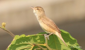 Oriental Reed Warbler Unknown Spots Sun, 6/9/2019