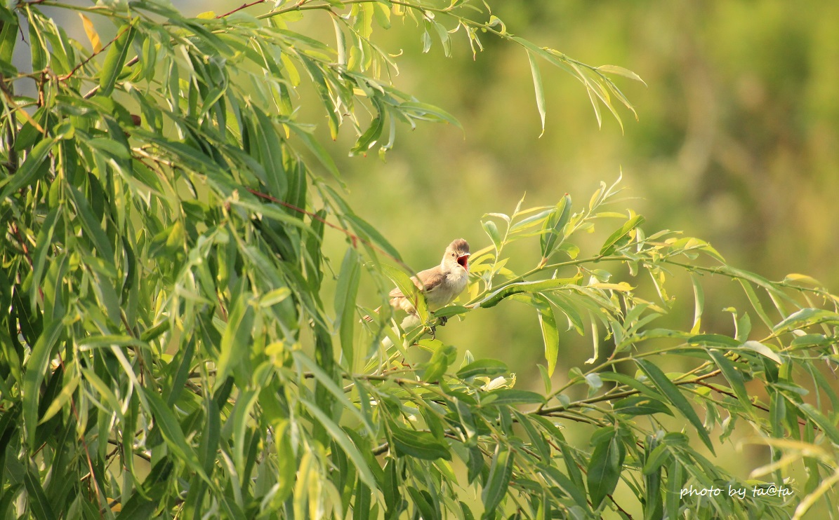 Photo of Oriental Reed Warbler at 広瀬川 by ta@ta