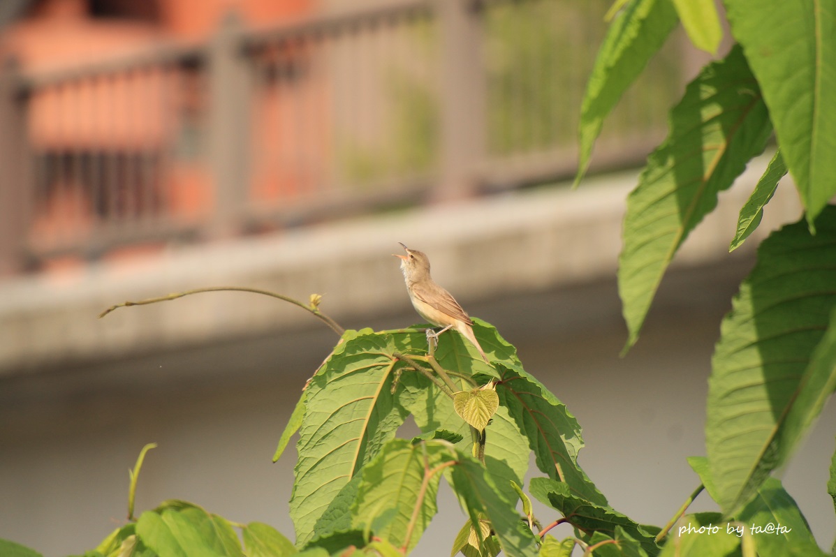 Photo of Oriental Reed Warbler at 広瀬川 by ta@ta