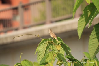 Oriental Reed Warbler 宮城県仙台市広瀬川 Sun, 6/9/2019