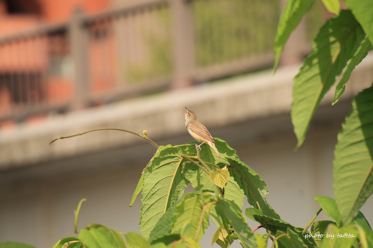 Photo of Oriental Reed Warbler at 宮城県仙台市広瀬川 by ta@ta