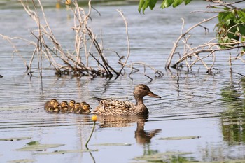 2019年6月9日(日) 大沼公園(北海道七飯町)の野鳥観察記録