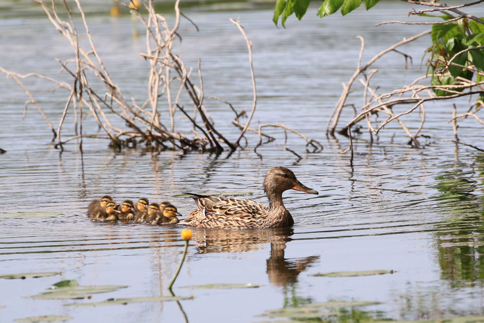 Mallard