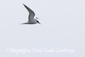 アジサシ 石垣島 2019年6月9日(日)