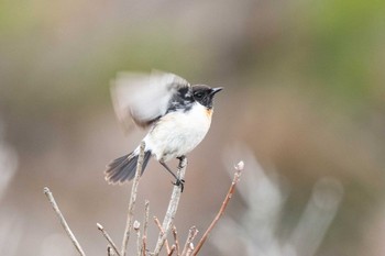 ノビタキ 長野県 2019年6月2日(日)