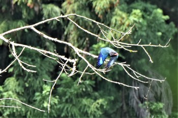 ブッポウソウ 松之山 2019年6月9日(日)