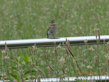 ヒバリ 埼玉県鴻巣市　荒川河川敷 2019年6月9日(日)