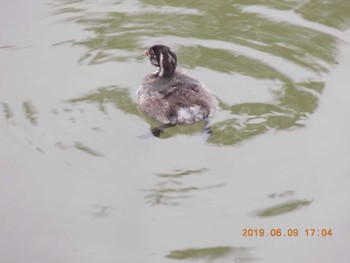 Little Grebe 埼玉県吉見町 Sun, 6/9/2019