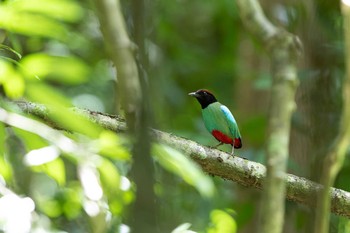 ズグロヤイロチョウ ケーン・クラチャン国立公園 2019年6月1日(土)