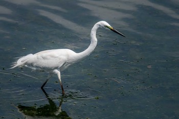 ダイサギ 加古川河口 2019年6月4日(火)