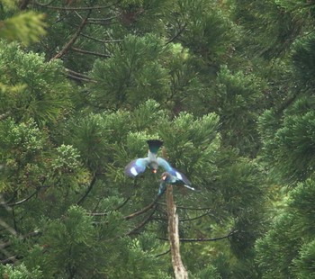 ブッポウソウ 福島県 2019年6月8日(土)