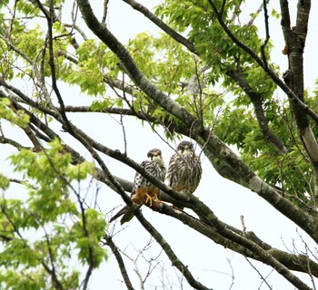 Eurasian Hobby 福島県 Sat, 6/8/2019