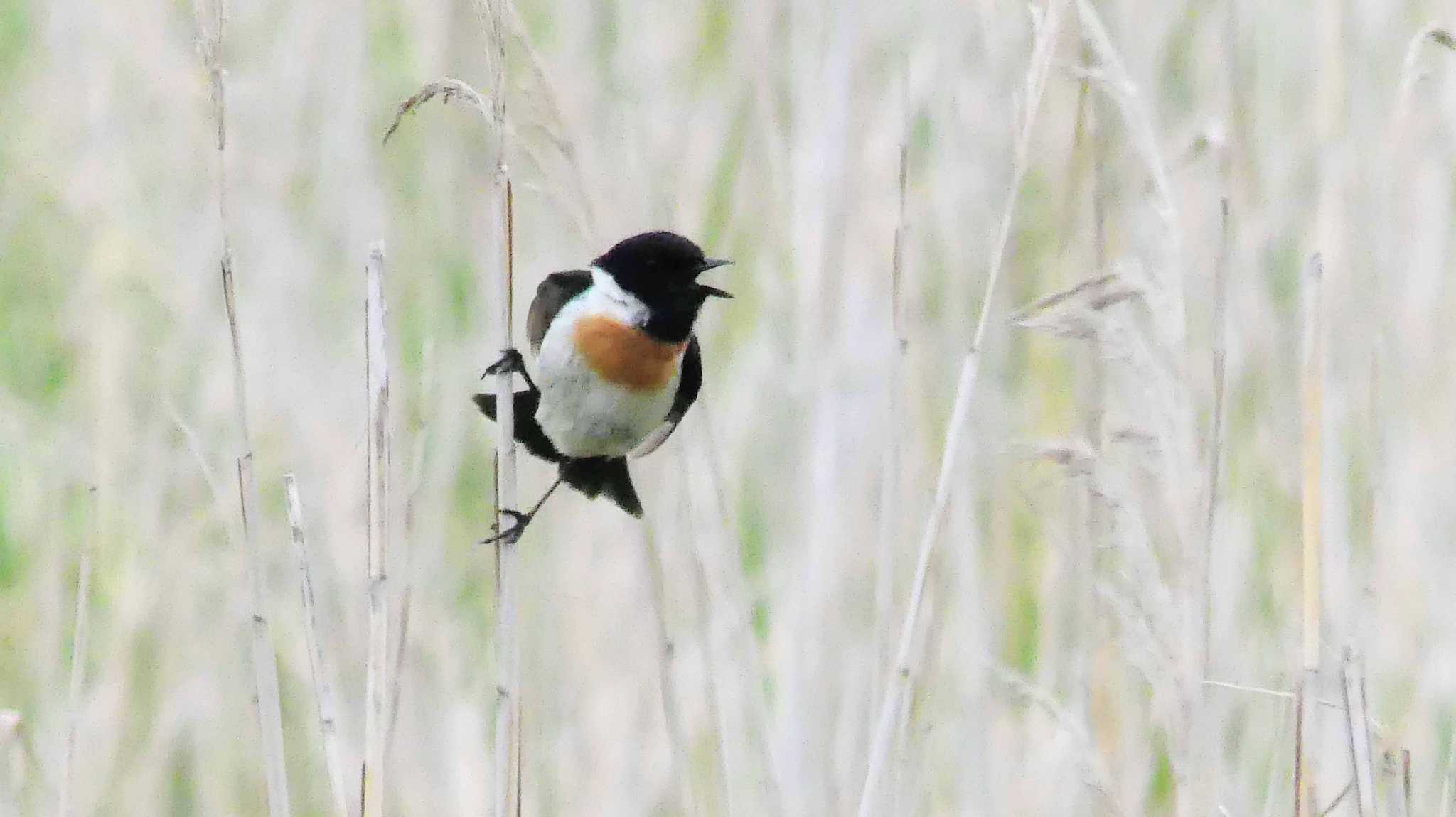 Amur Stonechat