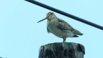 Sun, 6/9/2019 Birding report at 勇払原野