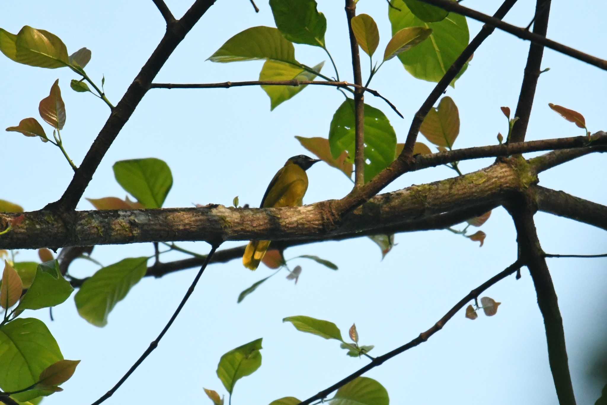 Photo of Black-headed Bulbul at Sri Phang-nga NP by あひる