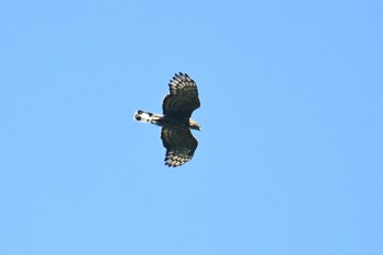 チャイロカッコウハヤブサ シーパンガー国立公園 2019年2月27日(水)