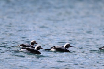 Long-tailed Duck Kushiro Port Mon, 12/24/2018