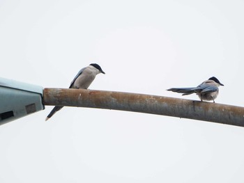 2019年6月8日(土) 昭和島(東京都大田区)の野鳥観察記録