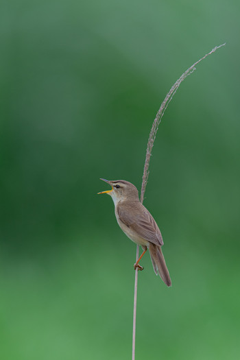 Black-browed Reed Warbler 熊本県 Sat, 6/8/2019