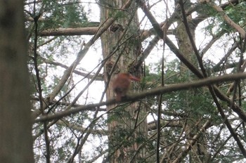 Ruddy Kingfisher 篠山 Sun, 6/9/2019