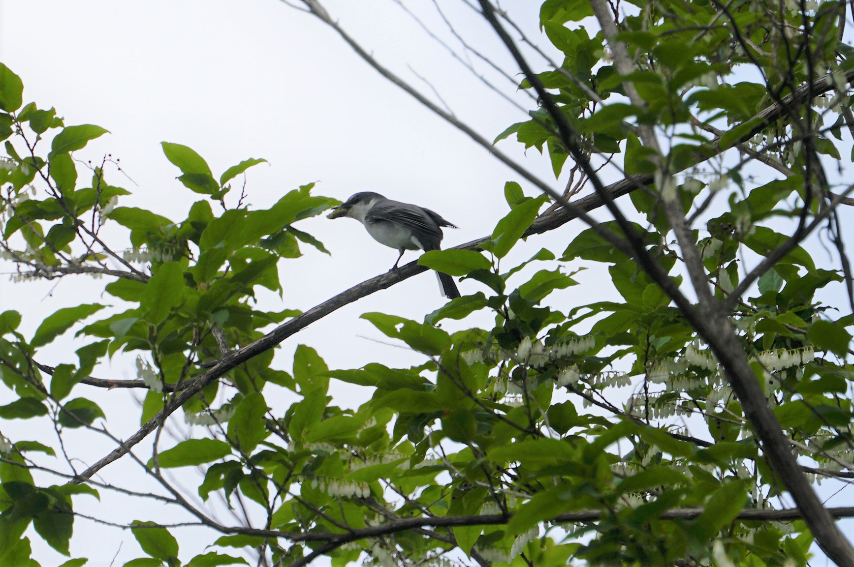 Ashy Minivet