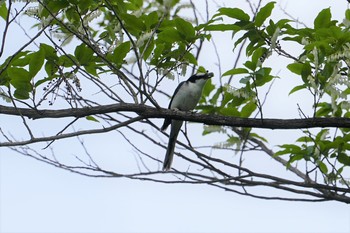 Ashy Minivet 篠山 Sun, 6/9/2019