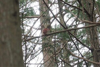 Ruddy Kingfisher 篠山 Sun, 6/9/2019