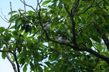 Ashy Minivet 篠山 Sun, 6/9/2019