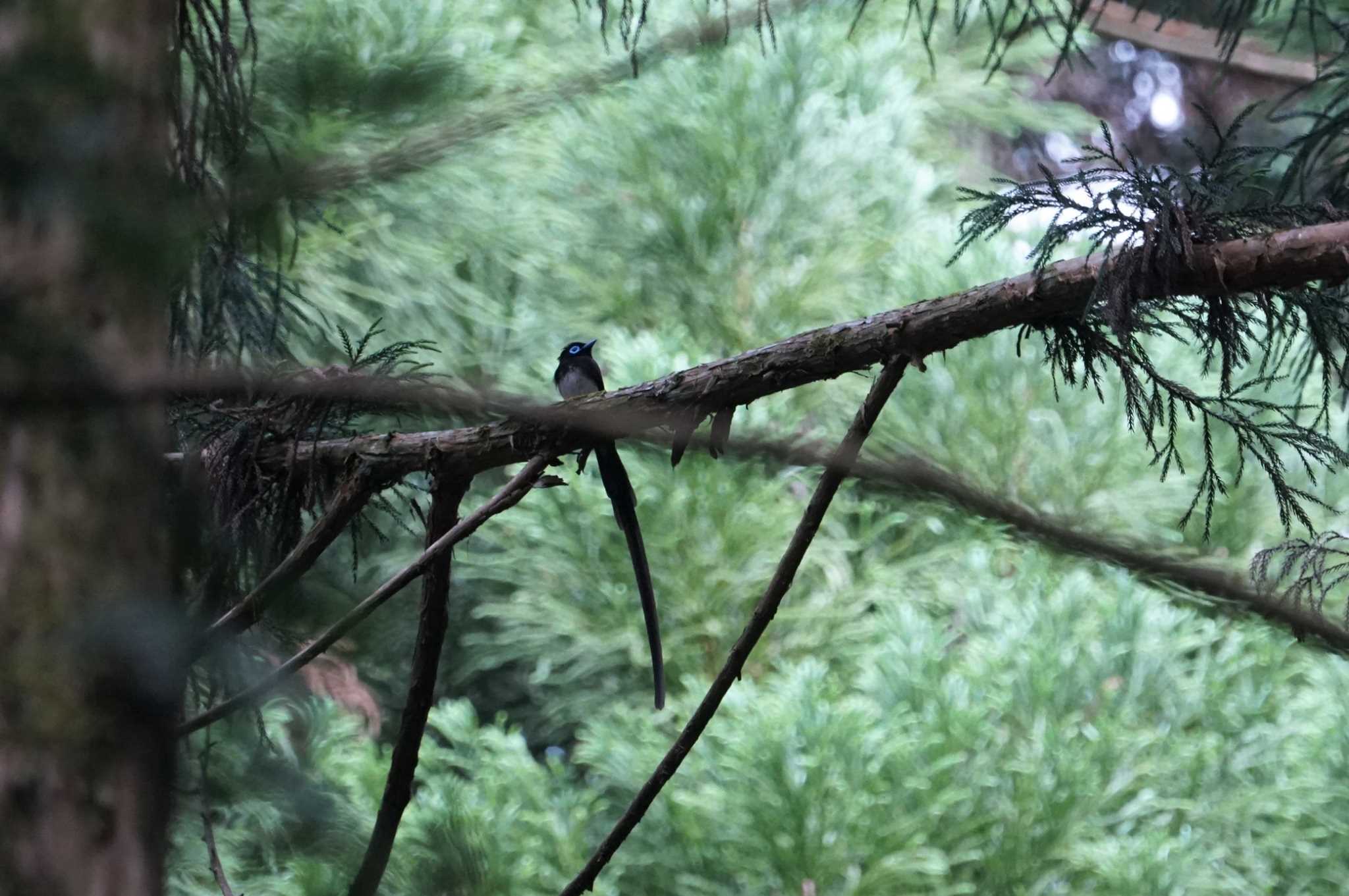 Photo of Black Paradise Flycatcher at 篠山 by マル