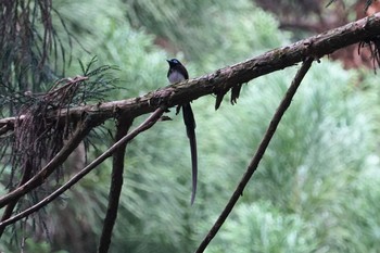 Black Paradise Flycatcher 篠山 Sun, 6/9/2019