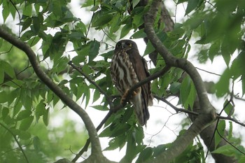 Sun, 6/9/2019 Birding report at 篠山