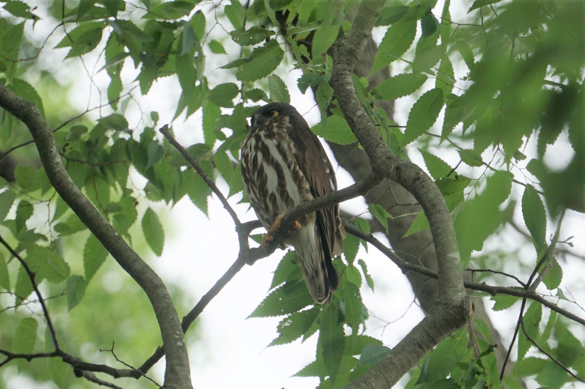 篠山 アオバズクの写真 by マル