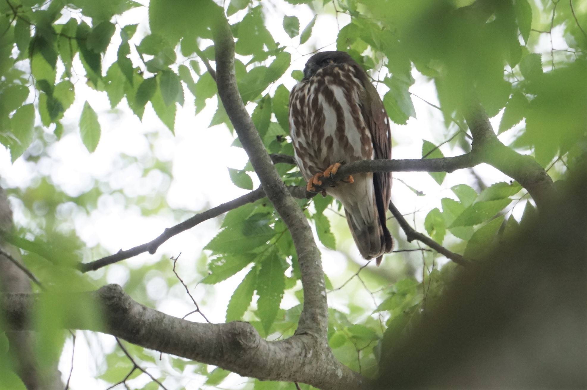 Photo of Northern Boobook at 篠山 by マル