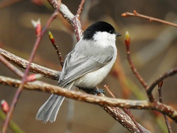 Willow Tit 伊香保森林公園 Unknown Date