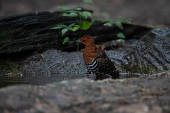 Red-legged Crake