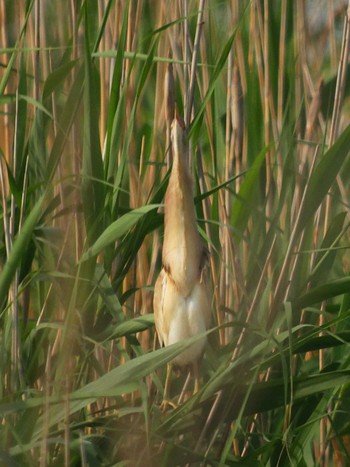 Yellow Bittern North Inba Swamp Thu, 6/6/2019